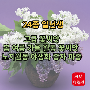 캘리포니아블루벨 500립 24년 꽃씨앗 캘리포니아블루벨씨앗 원예용꽃씨앗, 금영화(캘리포니아포피) 500립, 1개