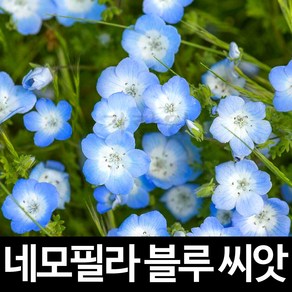 블루 네모필라 씨앗 꽃씨 꽃 종자 야생화 씨 30알