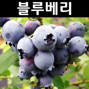 블루베리나무 묘목(엘리자베스) 삽목2년 포트1개, 1개