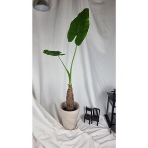 서비내 알로카시아 alocasia 인테리어 플랜테리어 반려식물 공기정화식물