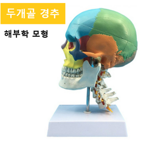 레블루 두개골 모형 경추 뇌 해부학 교육 코스메틱 피부관리샵, 두개골 경추