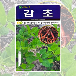 감초 씨앗 500립 [25년포장] 신비한 약초 종자, 1개