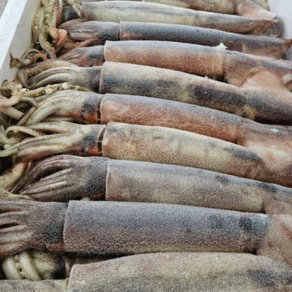 [국산 선동 오징어] 통찜으로 해먹으면 살살 녹는 바다의 맛, 1세트, 1kg 3미