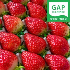 [산지직송] GAP인증 프리미엄 새콤 달콤 설향 생 딸기(우리가족 먹는 딸기), 1박스, 30-35구 프리미엄 설향딸기 850g 이상