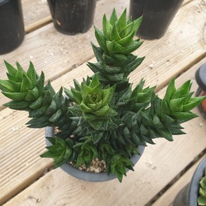 [수암다육] 용의발톱 랜덤발송 Haworthia margaritifera 랜덤발송 다육 다육이 다육식물 376