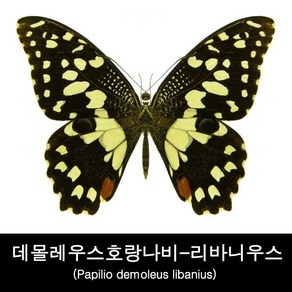 데몰레우스호랑나비표본 Papilio demoleus libanius