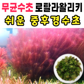 [수초스토어] 무균 로탈라왈리키 수초 컵 조직배양 / 구피 새우 어항 검역 쉬운 키우기 예쁜 은신처 전경 중경 후경 초보 자연 풍성한 흑사 무이탄 치어 베타 열대어