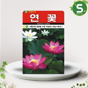 연꽃씨앗 10립 연꽃 꽃씨앗 가정원예용 꽃씨