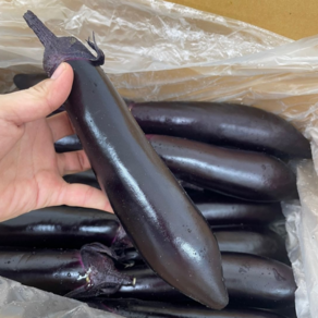 [농가신선] 윤기나는 국내산 가지 못난이 특상품, 1박스, 2.5kg (가정용못난이)