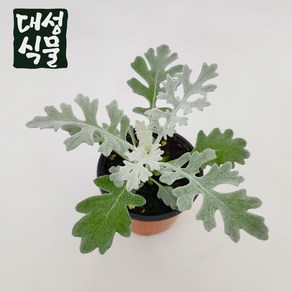 백묘국 크리스마스 설국 실내공기정화식물 국화 소품 대성식물, 1개