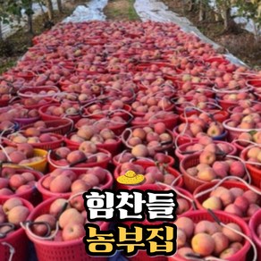 [힘찬들 농부집] 농장직송 고당도 가정용 부사사과, 1박스, 가정용 5kg(소)