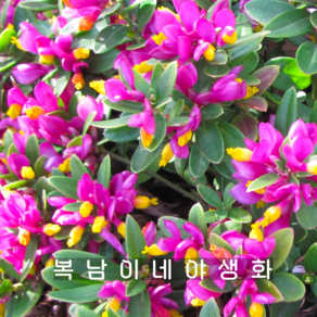 polygala 애기싸리 [1포트 모종 토끼싸리 폴리가라], 1개