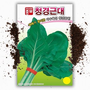 씨앗팜 청경근대 씨앗 종자 15g 다수확 품종, 1개