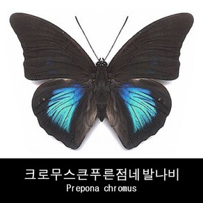 크로무스큰푸른점네발나비표본 Prepona chromus