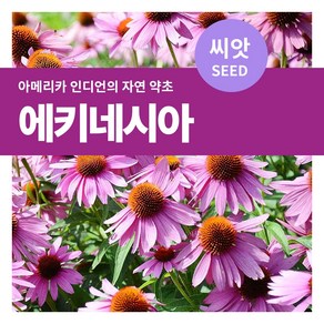 마이플랜트 에키네시아 허브 씨앗 100립, 1개