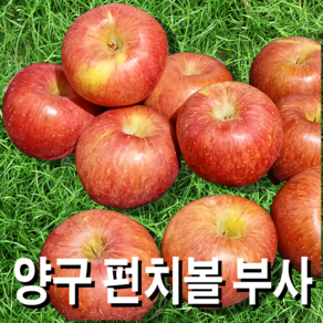 양구 펀치볼 명품 사과 5kg 10kg 정품