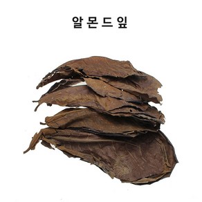 영아쿠아 알몬드잎 10장 베타 산란 수질 정화 블랙워터