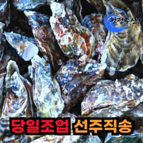 [선주직송]당일조업 통영 입망석화 세척 석화 굴 각굴, 1개, 5kg(프리미엄 특)