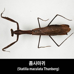 좀사마귀표본-Statilia maculata Thunbeg, 1개