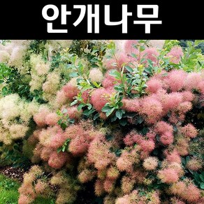 안개나무/영레이디 묘목 2L화분 1개/정원수 조경수, 1개