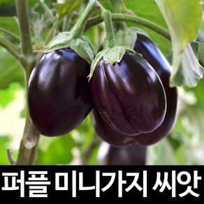 퍼플 미니 가지 씨앗 채소 야채 종자 판매 씨 50알, 1개