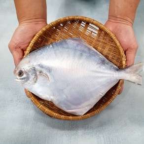 국내산 신안 손질 참 병어 대 중 소 당일바리 스킨 포장 제수용 구이 횟감 명절선물, 1. 신안 참병어 (소) 23cm내외, 1개