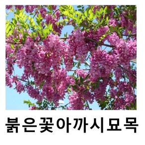 붉은꽃아까시나무 묘목 케스큐라우트 접목1년, 1개