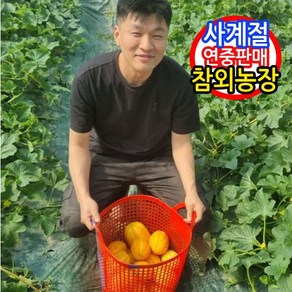 당일수확 산지직송 성주 꿀 참외 가정용, 1박스, 1kg(소과)