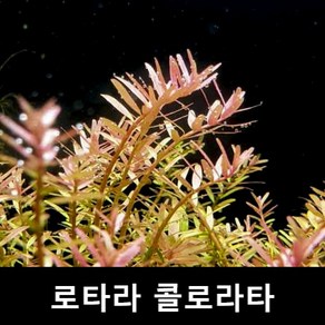 수초몰 로타라 콜로라타 (6촉) 초보자수초 자연수초 인기수초 초보수초 키우기쉬운수초 모스 수초맛집, 1개