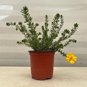 [다은꽃농원]올망졸망 귀여운 유메 소품 노란꽃 키우기쉬운 실내공기정화식물 인테리어, 1개