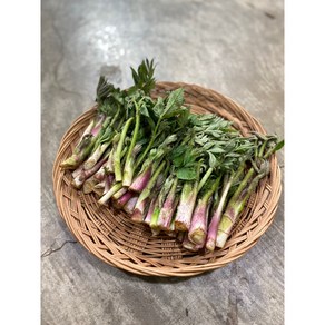 25 국내산 제철 나물 봄나물 햇 서천 땅두릅, 1kg, 1개