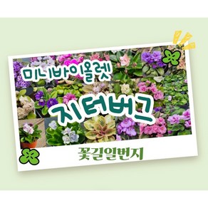 미니바이올렛 30종 기획전/N아담 네스틀링블루 맥스코칭썬 베리베리보라 베리베리핑크 아가일삭스 엔틱로즈 오페라독 찬타마라 쿨프르츠 트링킷오핑크 팝콘 푸이 핑크민트 플럼러버스쉐도우, 1개, 19번.지터버그