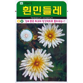 흰민들레 꽃씨앗 100립, 1개