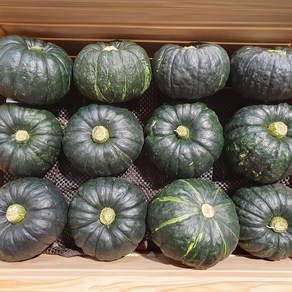 제주밤호박 포근포근 고당도 프리미엄 정품 미니 밤호박 2kg 4kg, 1개