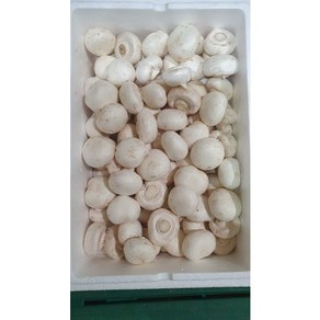 무농약 친환경 부여 못난이 양송이버섯, 1개, 500g