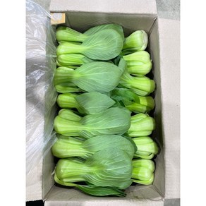 쉐프의정원 청경채, 1박스, 4kg
