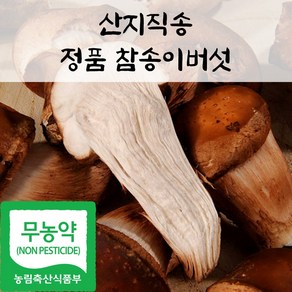 국내산 친환경 정품 참송이 버섯, 1박스, 1kg(상품)