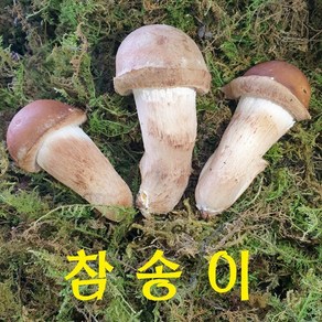 송화버섯 옥과농원몰 / 곡성 특산물 무농약 참송이버섯 3등급 500g(농장 직송)), 1개