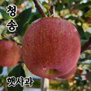 청송 고산지 꿀 사과 (중과) 2kg 3kg 5kg 가정용 선물용, 1개, 10.3kg (소,중,대과) 혼합