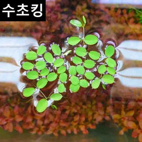 살비니아 나탄스 생이가래 (부상수초) / 수초맛집 수초킹 키우기 쉬운 초보수초, 5개