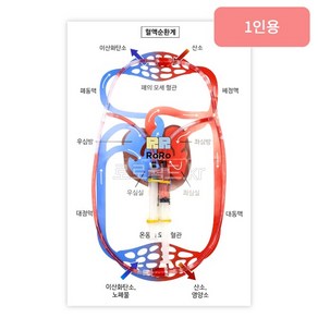 주사기 심장 혈액순환모형 만들기 (1인용)