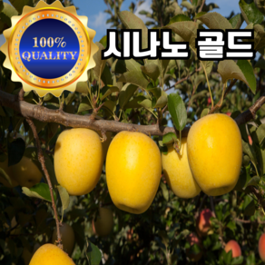 [산지직송] 16bix 꿀맛 시나노 골드 사과 가정용 선물용 소과 중과 3kg 5kg, 1개, 고급용 중과(로얄) 17-22과 (개별망) 5kg