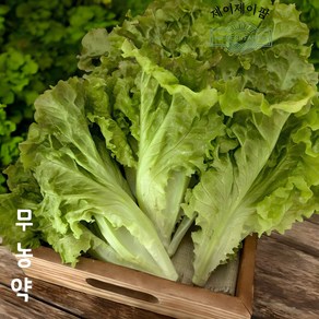 당일수확 상추 무농약상추 꽃상추 포기상추 샐러드 야채 수경재배 스마트팜 [제이제이팜], 1개, 500g