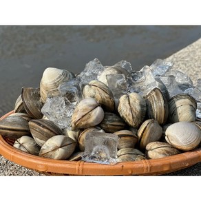 바지락부부 고창 갯벌 동죽 물총조개 해감O 당일배송, 1개, 3kg