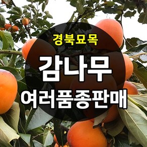 [경북농원] 감나무묘목 접목 묘목 야오끼 대봉 태추단감 차량단감 둥시