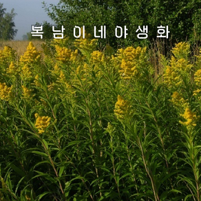 미국미역취 솔리다고 [3포트 복남이네야생화 모종 solidago gigantea], 3개