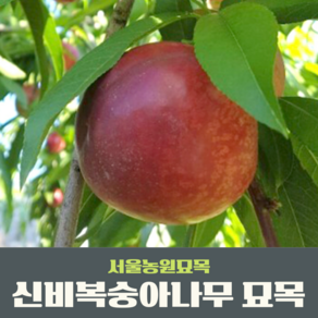 서울농원묘목/신비(천도)복숭아나무 결실주 분묘