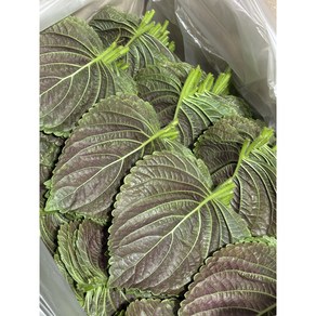 [이랑채농장] 국내산 찹찹이 깻잎(충남 금산군) 산지직송 당일수확 당일선별 1kg 1개