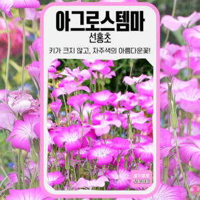 아그로스템마 씨앗 2000립 세계종묘 종자 모종 씨 꽃씨 야생화 케리로자 선홍초, 1개