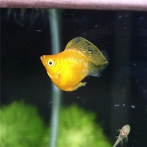 풍선 엘로우 몰리 3cm ~ 5cm [2마리], 1개, 10g